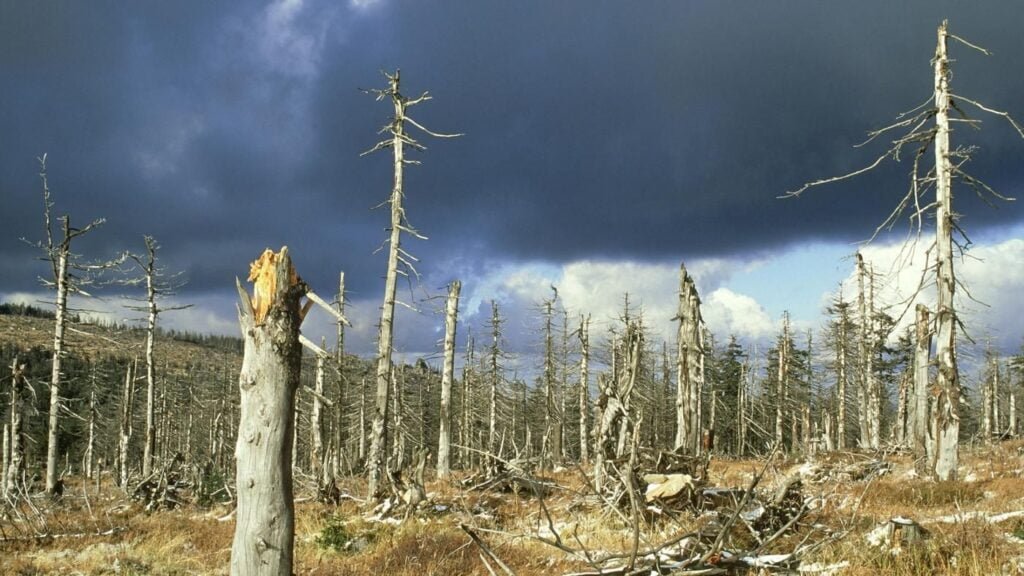 Effects of Acid Rain
