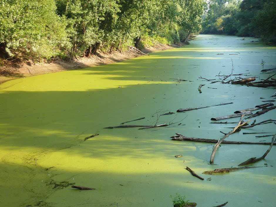 Causes of Eutrophication