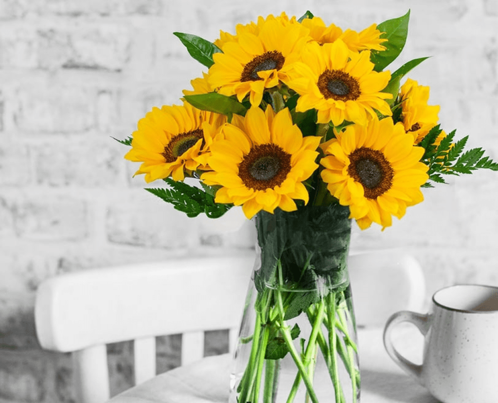 Growth stages of Sunflower