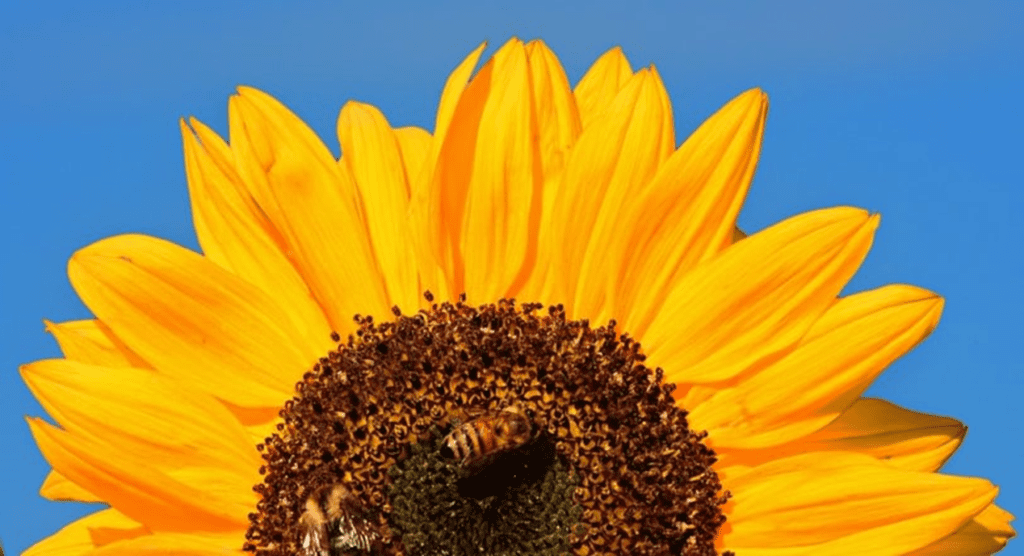 Popular Flowers Sunflower