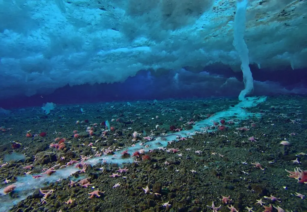 Formation of Underwater Icicle