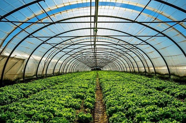 Natural Green House