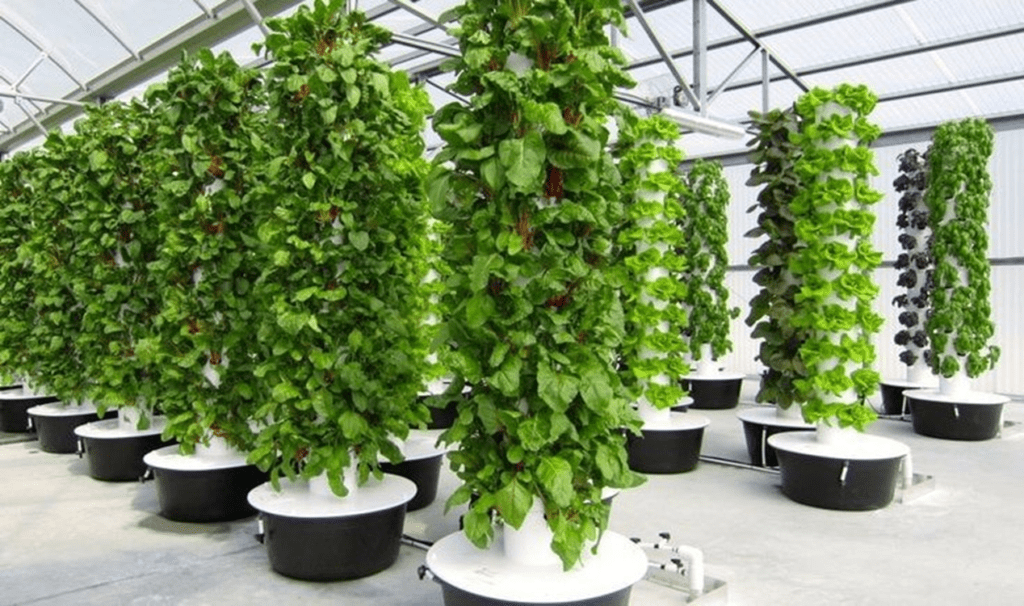 Pros and Cons of Aeroponics