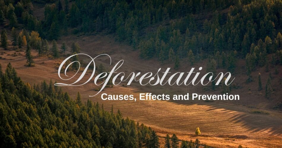 Deforestation