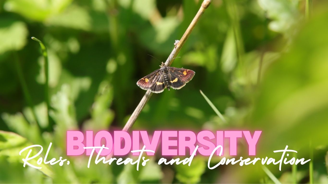 Biodiversity