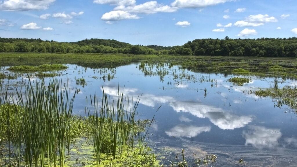 Conservation of Wetlands