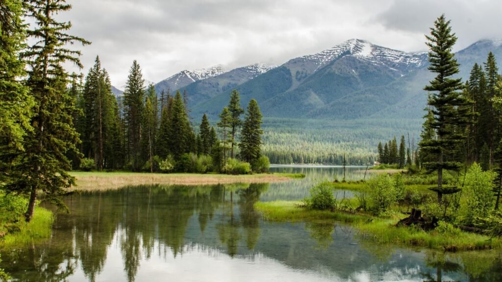Types of Wetlands