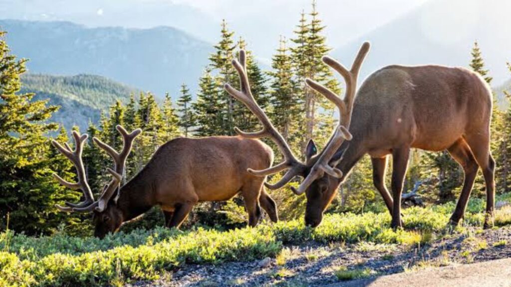 Environmental Importance of National Parks