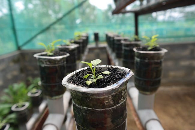 Advantages of Hydroponics