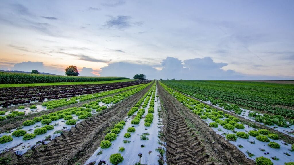 Effects of Soil Erosion
