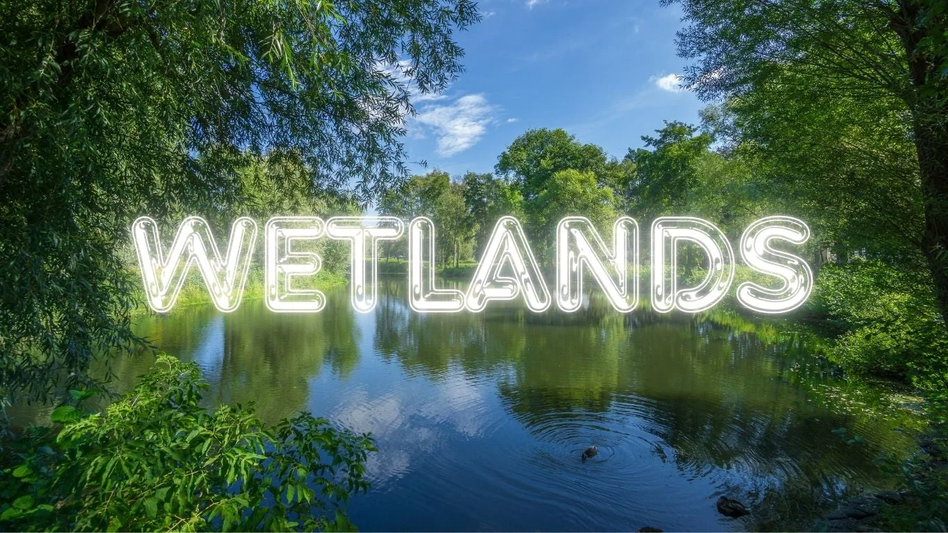 Wetlands