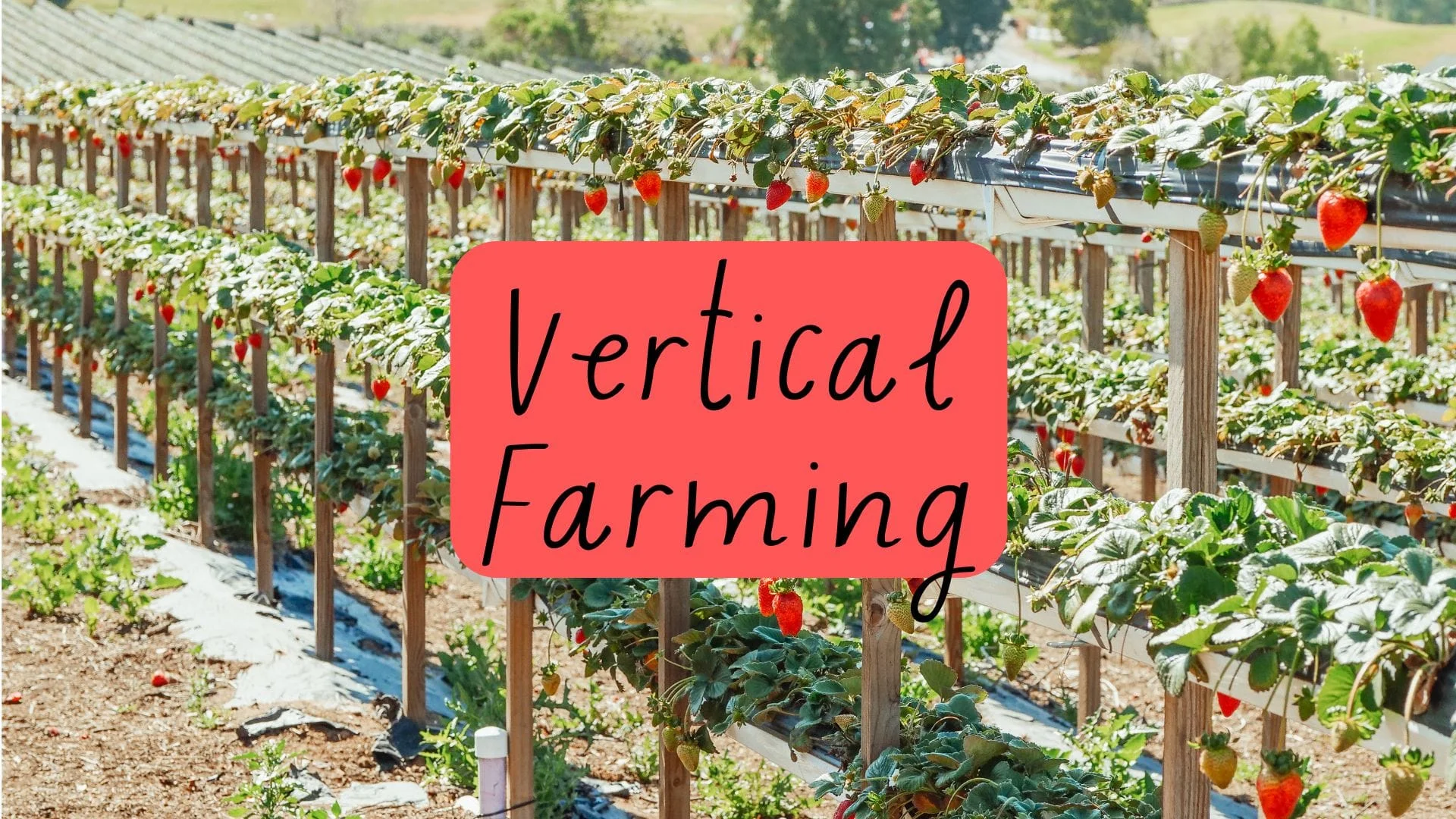 Vertical Farming